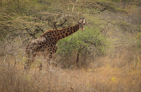 非洲长颈鹿在大草原吃草非洲野生动物图片