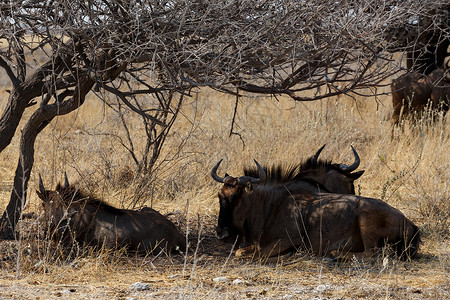 野生角马牛羚站在沙漠图片