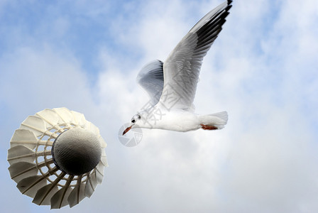 羽毛球和海鸥在户外高空飞翔图片