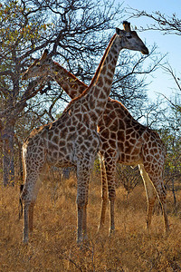雄和雌长颈鹿在稀树草原吃东西图片