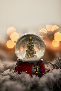 小雪球圣诞树小雪球站在雪中露枝图片