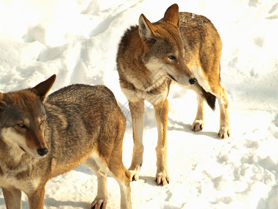 两只野灰狼雪狼在冬图片