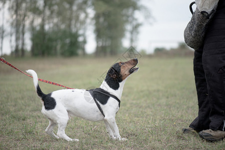 训练与狗狗训练图片