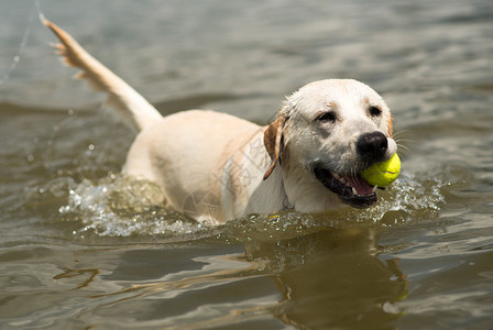 玩球游泳的狗图片