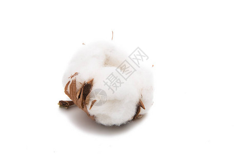白色背景的棉花植物毛棉图片