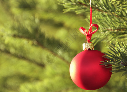 天然松枝上的圣诞装饰红球图片