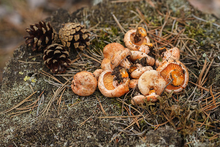 新鲜采摘的野生蘑菇Lactariusdeliciosus图片