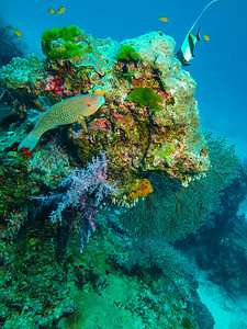 斯米兰岛鹦鹉鱼和珊瑚礁水下图图片