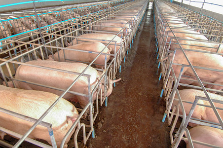 养猪场好奇的猪在整洁干净的室内养猪场养猪背景图片