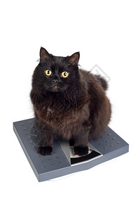 猫的重量图片