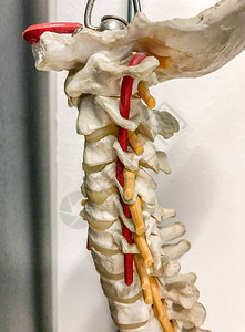人体脊柱模型特写图片