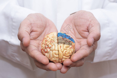 医生用手指握着一个脑模型用双手照顾大脑的概念来控图片