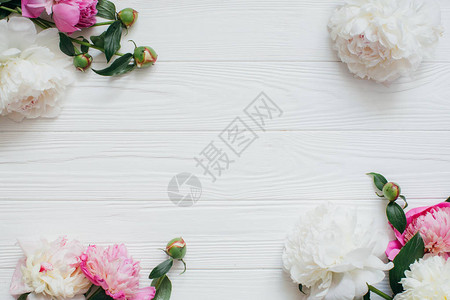 白色木制背景上美丽的白色和粉红色牡丹花背景图片
