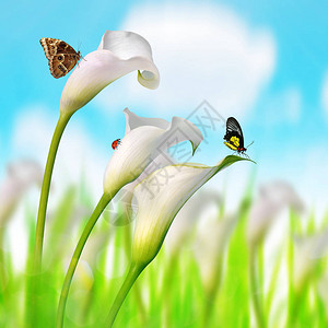 白色马蹄莲蝴蝶和瓢虫春天图片