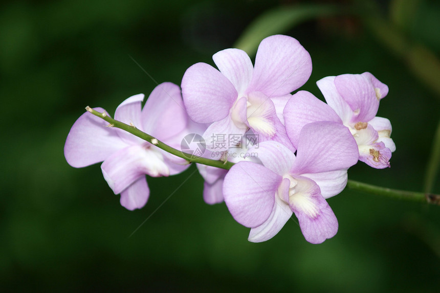 紫石斛兰花图片