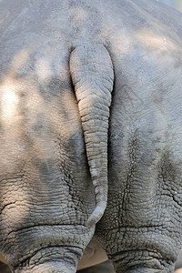 关闭犀牛Ceratotheriumsimum尾巴图片
