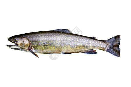 原生溪鳟鱼在白色背景上隔离有原始大背景图片