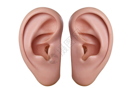 人类耳朵模型孤立背景图片