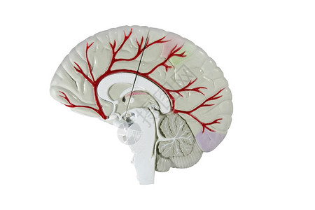 人类大脑模型的交叉部分背景图片