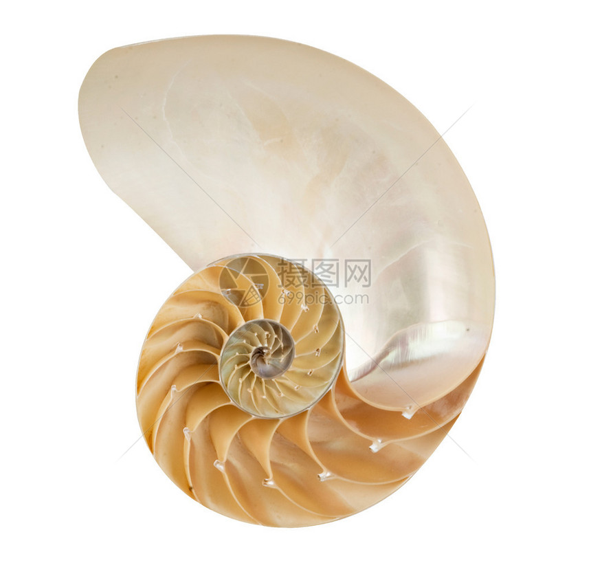 鹦鹉螺壳图片