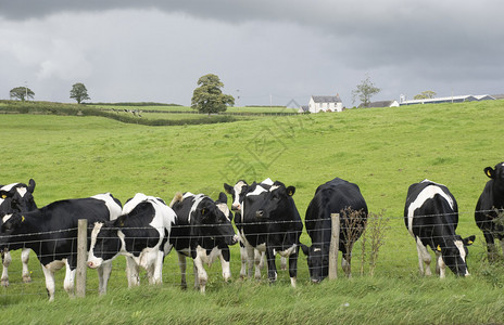 英国奶牛场黑白奶牛图片
