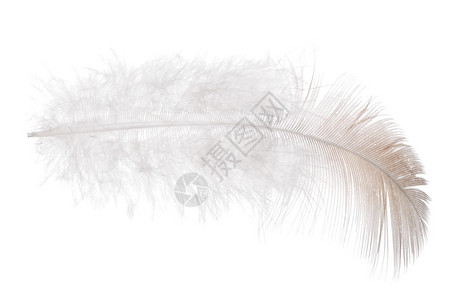 孤立在白色背景上的单根羽毛背景图片