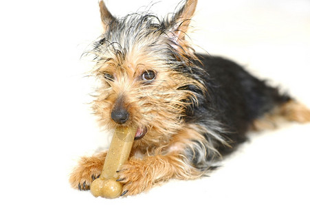 DogBone有治疗Bone的狗图片