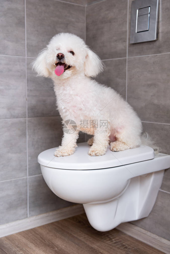 Bichonhavanes狗坐在卫生间图片
