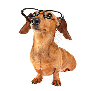 戴眼镜的腊肠狗图片