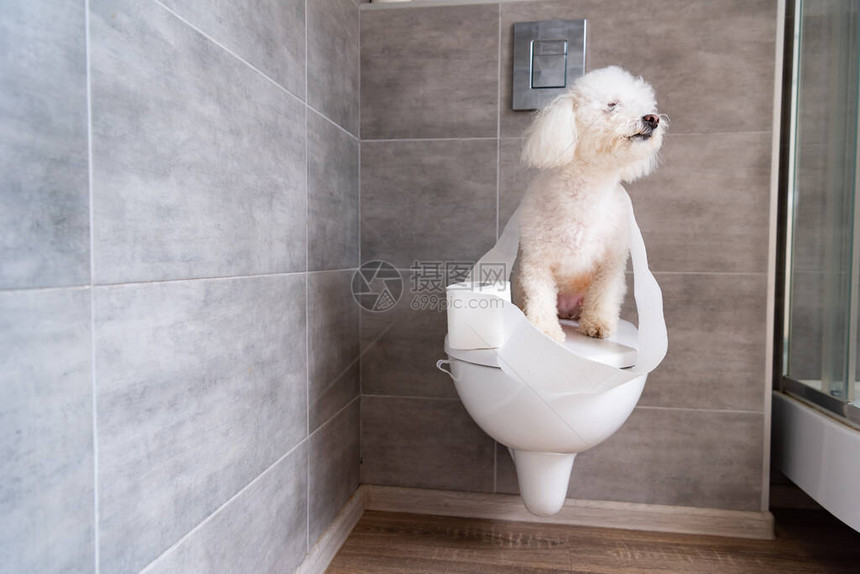 哈瓦尼狗在卫生间闭着的马桶上坐在卫生纸图片