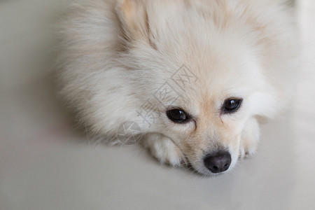 白色博美犬小狗可爱的宠物在家里图片