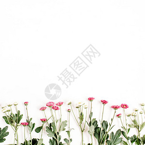 白色背景上的红色和白色野花图片