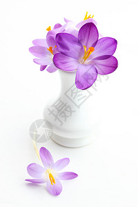 白色背景的泉水花瓶中的紫色图片