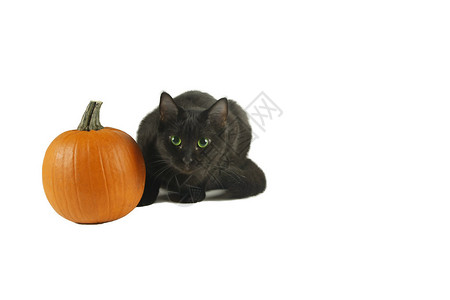黑猫坐在南瓜旁边白色背景图片