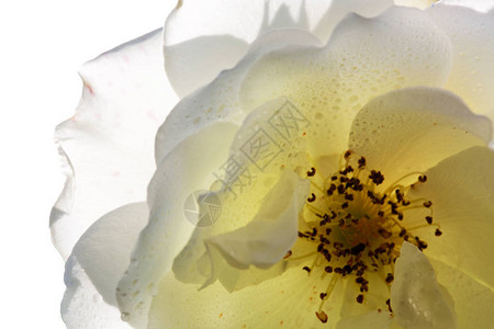 关闭白色玫瑰花瓣和水滴一朵白玫图片