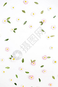 花框由白色和粉红色洋甘菊雏花图片