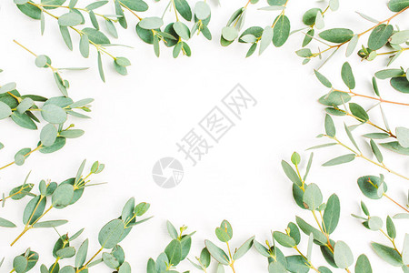 白色背景上的eucalyptus树枝图案框架平面图片