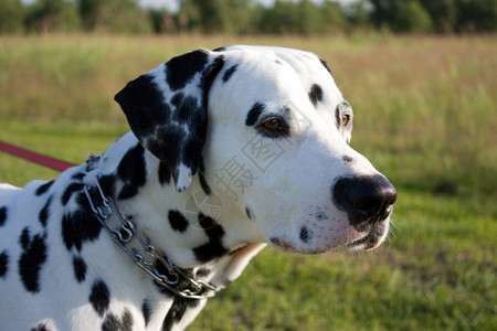 Dalmatian狗在背景图片