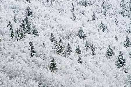 冬天山上的白雪皑的树木高清图片
