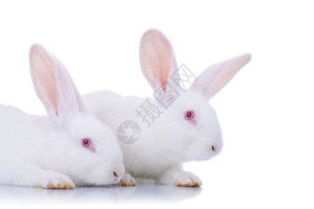 两只可爱的白兔复活节兔子背景图片