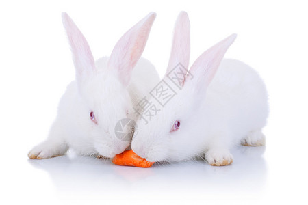 两只可爱的兔子吃着一只胡萝背景图片