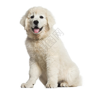 波兰TatraSheepdog狗背景图片