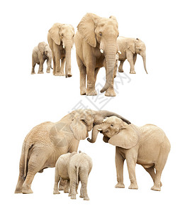 一群大象小象图片