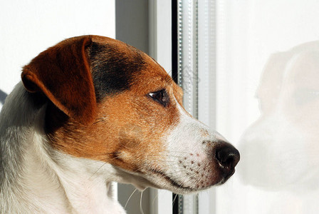 狗杰克罗素梗犬看着窗户狗透过窗户看世界悲伤的狗秋天的忧郁狗独背景图片