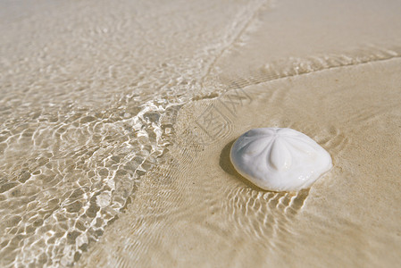 海浪下沙滩上的白沙美元沙子背景图片
