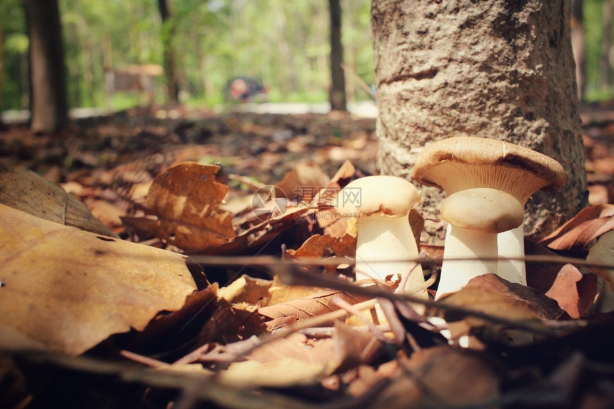 森林中的蘑菇王图片