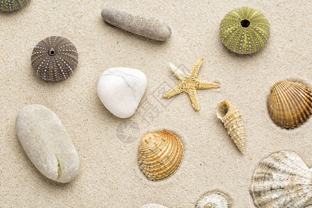 海滩沙背景与贝壳卵石和海星图片