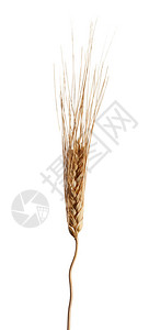 小麦的金种植农作物的Triticum图片