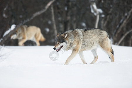 狼在挪威冬季森林中图片