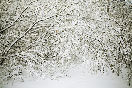 雪树和雪树中间的焦点图片